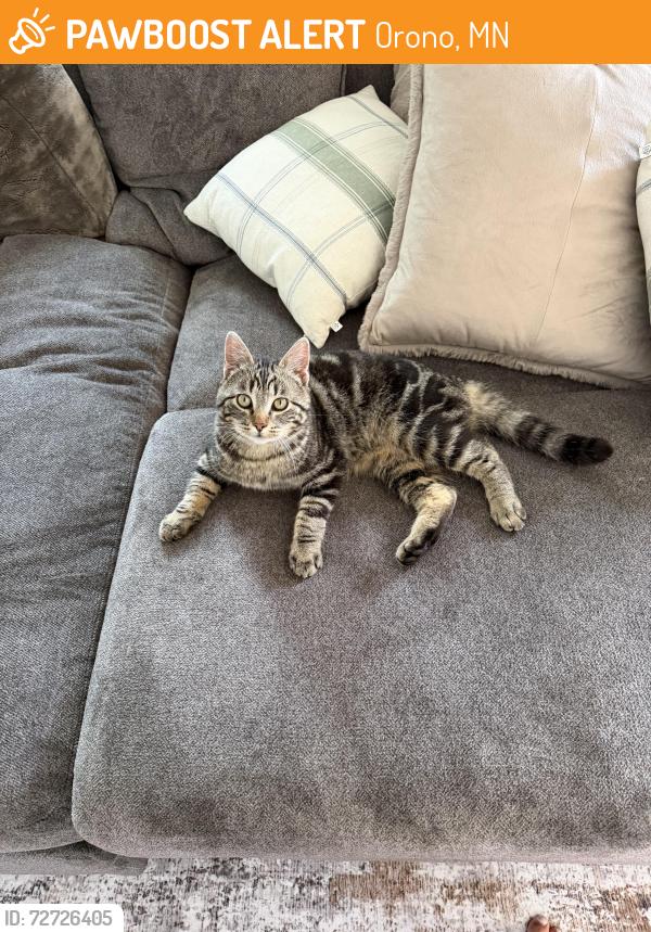 Found/Stray Male Cat last seen Orono, mn, Orono, MN 55356