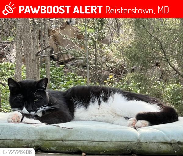 Lost Male Cat last seen Mount Gilead Rd and Rte 30, Reisterstown, MD 21136