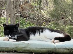 Lost Male Cat last seen Mount Gilead Rd and Rte 30, Reisterstown, MD 21136