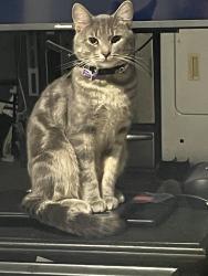 Lost Male Cat last seen Near Lamont drive , St. Louis, MO 63136