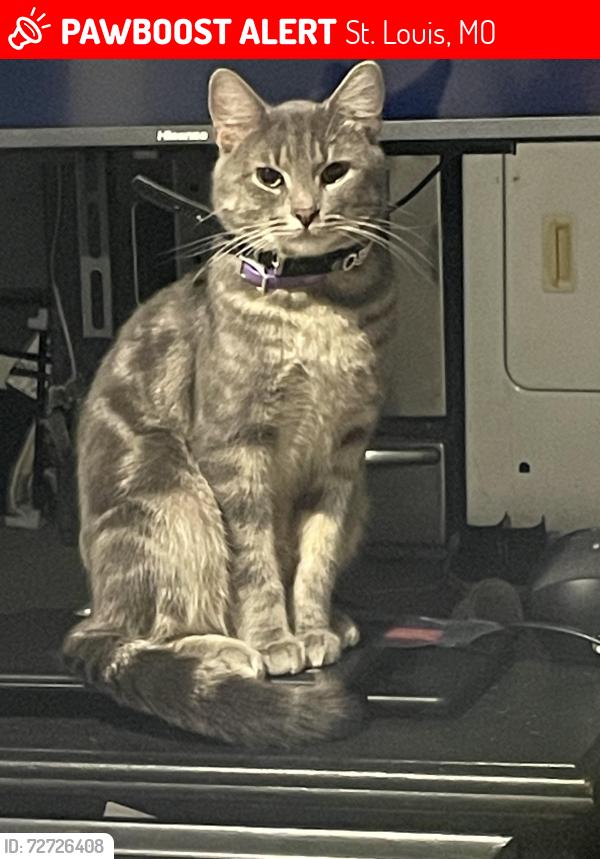 Lost Male Cat last seen Near Lamont drive , St. Louis, MO 63136
