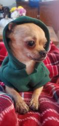 Lost Male Dog last seen Grant st., Allegan, MI 49010