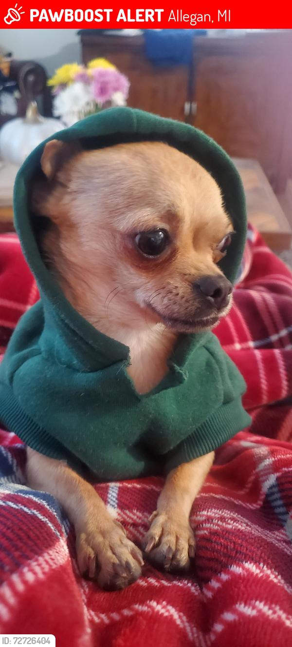 Lost Male Dog last seen Grant st., Allegan, MI 49010