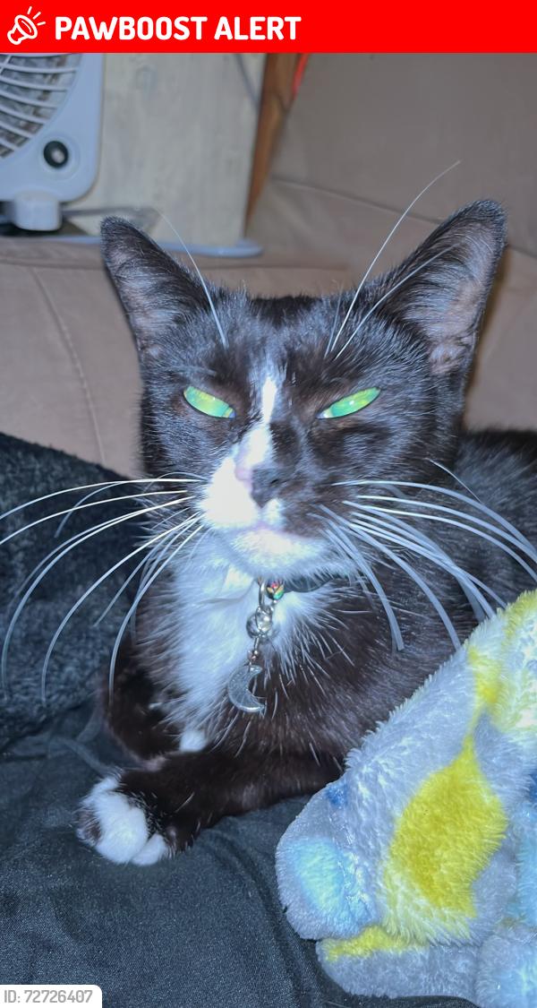 Lost Female Cat last seen 10th street behind Walmart in holland Michigan, Holland Township, MI 49424