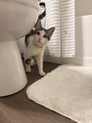 Found/Stray Male Cat last seen Paw print on front leg , Mobile, AL 36608