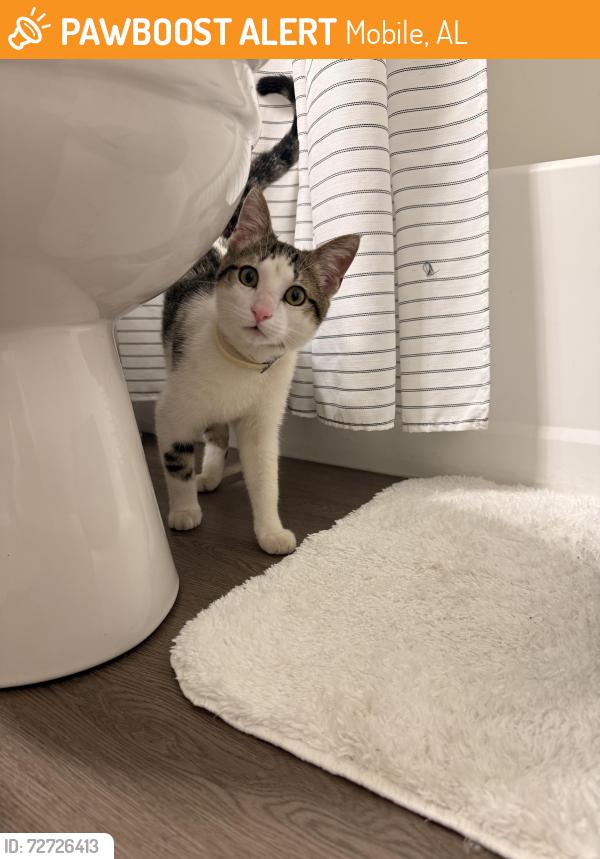 Found/Stray Male Cat last seen Paw print on front leg , Mobile, AL 36608