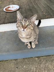 Found/Stray Male Cat last seen McLendon Ave , Atlanta, GA 30307