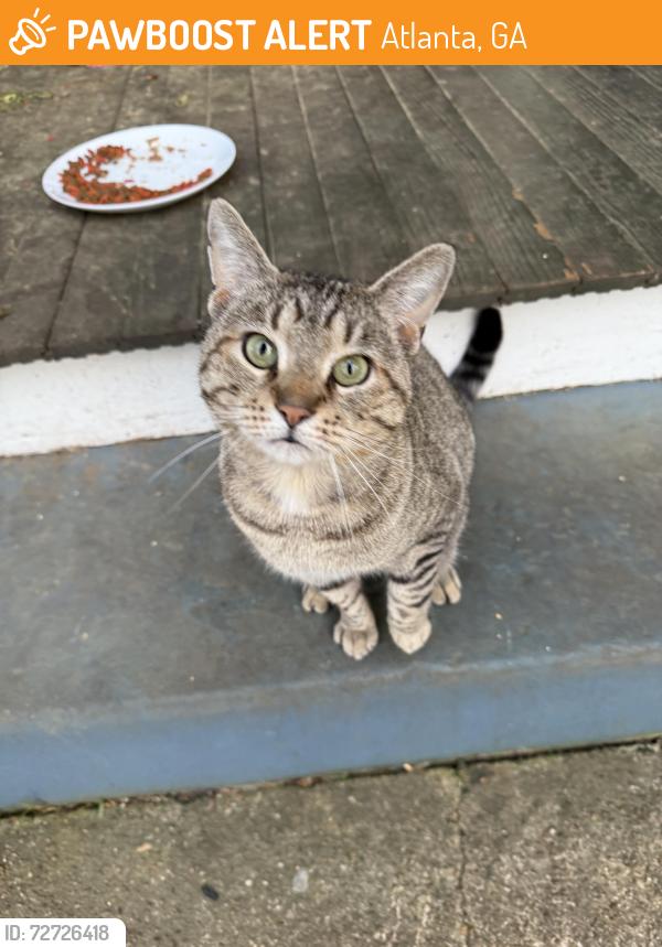 Found/Stray Male Cat last seen McLendon Ave , Atlanta, GA 30307