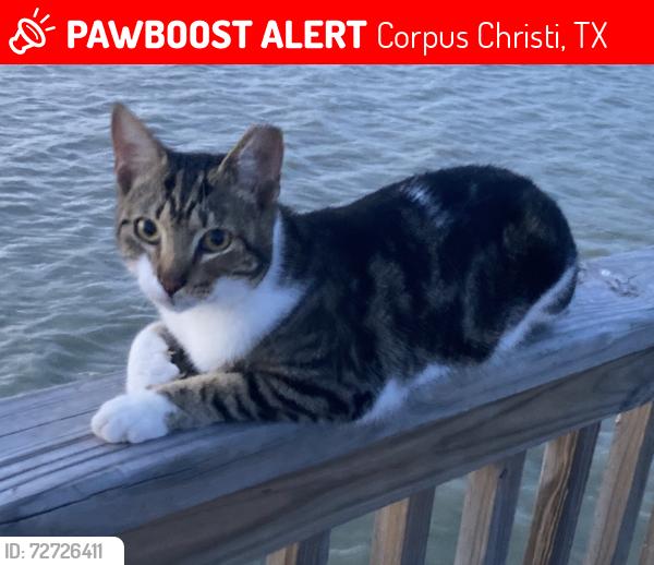 Lost Male Cat last seen Hans Suter Park, Corpus Christi, TX 78412