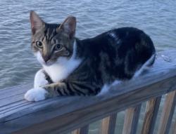 Lost Male Cat last seen Hans Suter Park, Corpus Christi, TX 78412