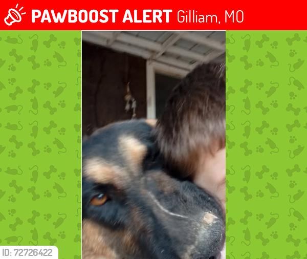 Lost Male Dog last seen Paw Paw Trail, Gilliam, MO 65330