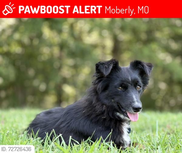 Lost Female Dog last seen Renick, Moberly, MO 65270