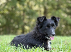 Lost Female Dog last seen Renick, Moberly, MO 65270