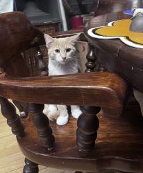 Lost Male Cat last seen Glen Avon , Duluth, MN 55803