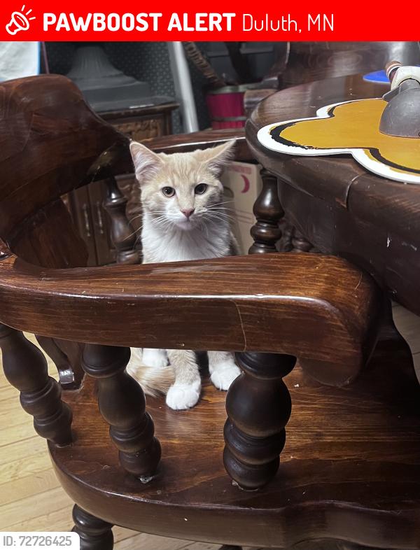 Lost Male Cat last seen Glen Avon , Duluth, MN 55803