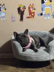 Lost Female Dog last seen Manchester and western , Los Angeles, CA 90047