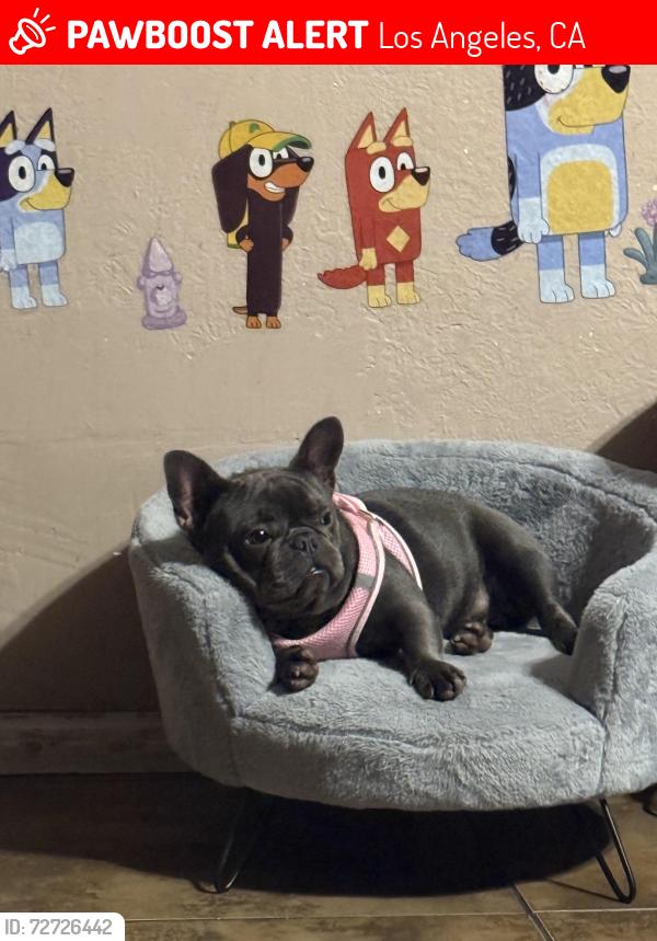 Lost Female Dog last seen Manchester and western , Los Angeles, CA 90047