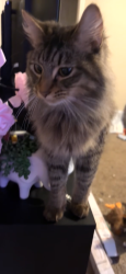 Lost Male Cat last seen live near paulding county high school , Dallas, GA 30157