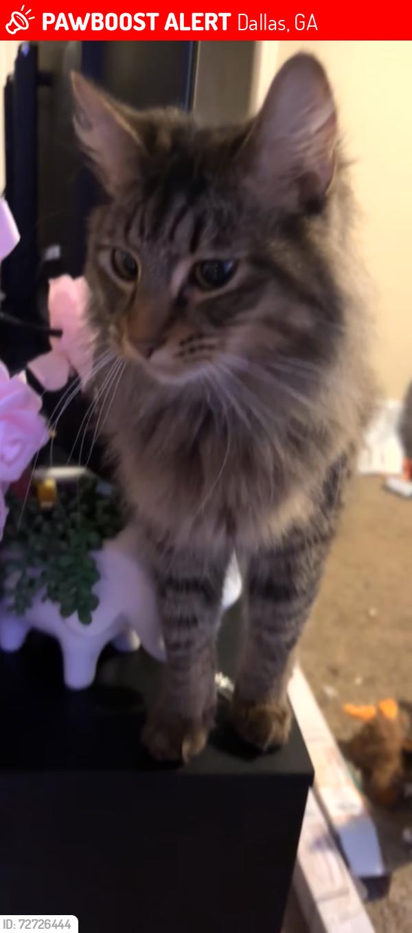 Lost Male Cat last seen live near paulding county high school , Dallas, GA 30157