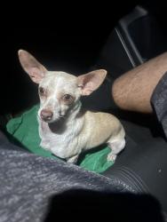 Lost Female Dog last seen Webster st & Haltom rd, Haltom City, TX 76117