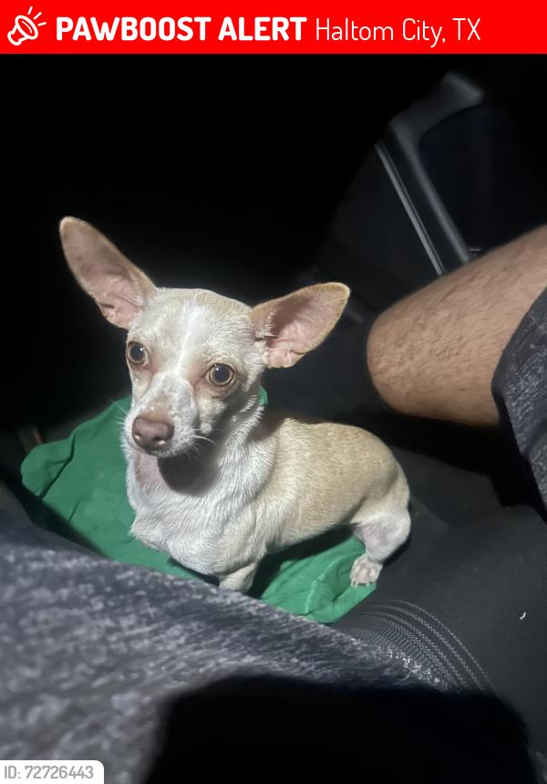 Lost Female Dog last seen Webster st & Haltom rd, Haltom City, TX 76117