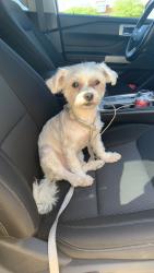 Found/Stray Male Dog last seen Viking and I-11, Paradise, NV 89121