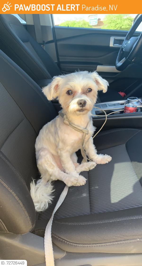 Found/Stray Male Dog last seen Viking and I-11, Paradise, NV 89121