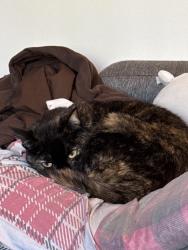 Lost Female Cat last seen Meadow Glen and Bruns! , Brookville, OH 453091112