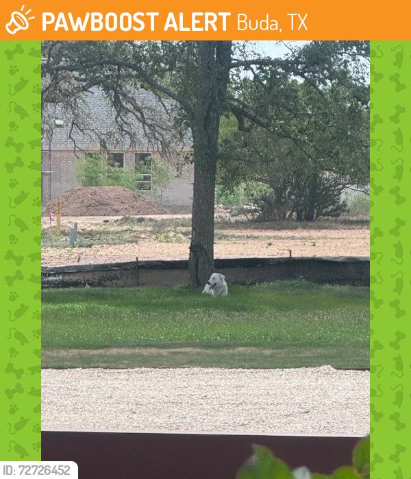 Found/Stray Unknown Dog last seen Persimmon - Alvin Dr/Comfort Dr (off 967), Buda, TX 78610