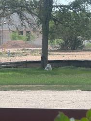 Found/Stray Unknown Dog last seen Persimmon - Alvin Dr/Comfort Dr (off 967), Buda, TX 78610