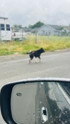 Found/Stray Male Dog last seen Turned on Sully street towards the levy, Sacramento, CA 95838