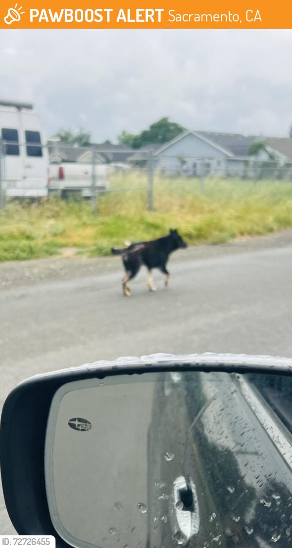 Found/Stray Male Dog last seen Turned on Sully street towards the levy, Sacramento, CA 95838
