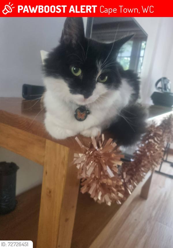 Lost Female Cat last seen Zevewacht Village, near Zevenwacht Wine Farm, Cape Town, WC 