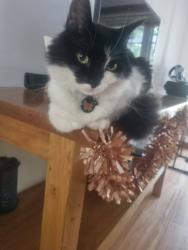 Lost Female Cat last seen Zevewacht Village, near Zevenwacht Wine Farm, Cape Town, WC 