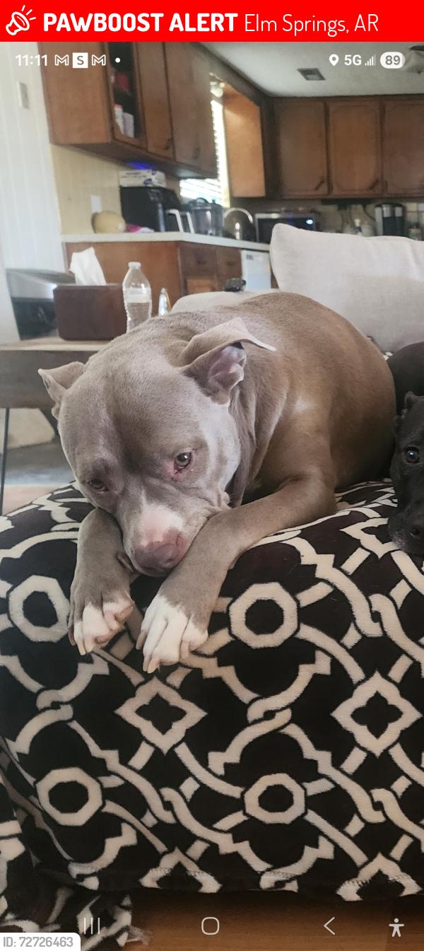 Lost Male Dog last seen New 612 Construction Elm Springs, Arkansas , Elm Springs, AR 72762