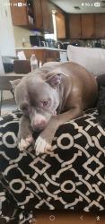 Lost Male Dog last seen New 612 Construction Elm Springs, Arkansas , Elm Springs, AR 72762