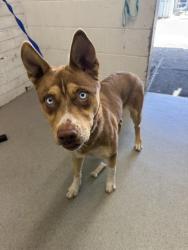 Shelter Stray Female Dog last seen Near BLOCK N VISTA AVE, San Bernardino, CA 92401