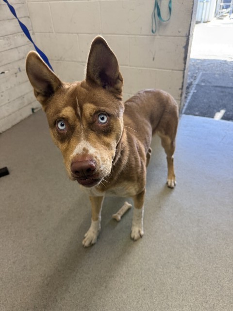 Shelter Stray Female Dog last seen Near BLOCK N VISTA AVE, San Bernardino, CA 92401