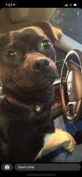 Lost Male Dog last seen Near N Highway 81, Marlow, OK 73055
