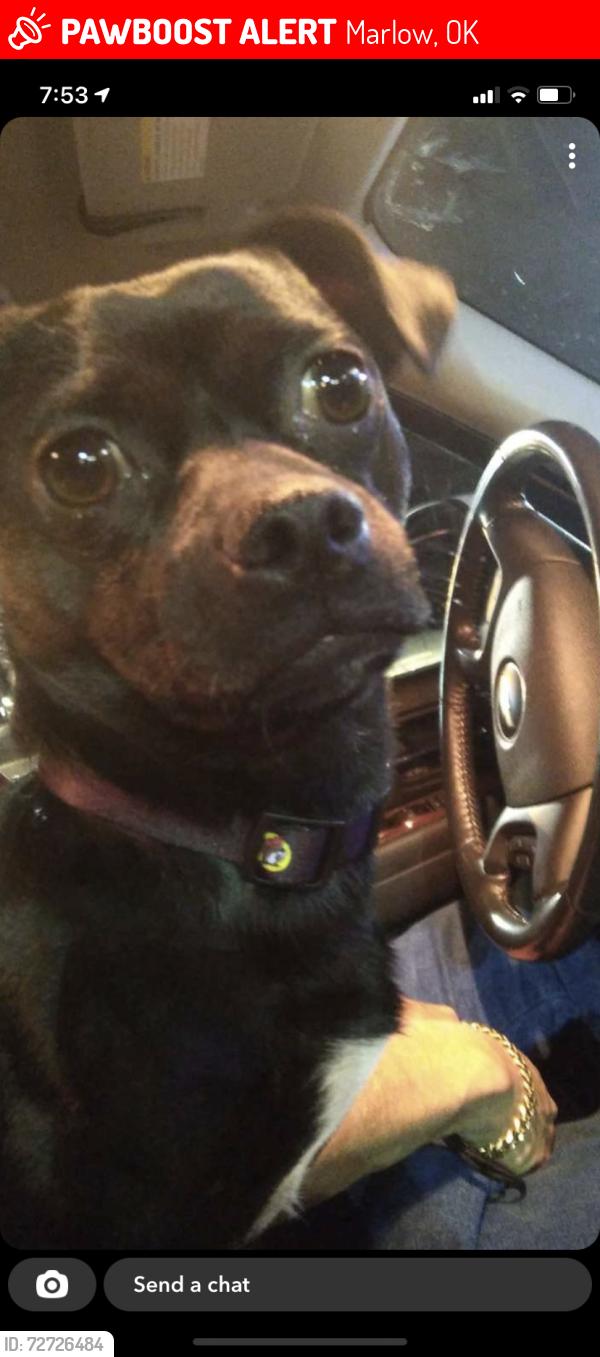 Lost Male Dog last seen Near N Highway 81, Marlow, OK 73055