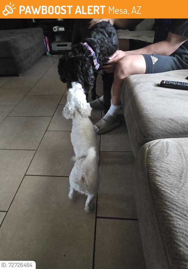 Found/Stray Male Dog last seen Broadway and Roosevelt by the post office, Mesa, AZ 85202