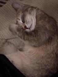 Lost Female Cat last seen Main street , New Eagle, PA 15067