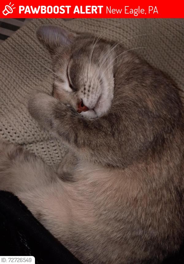 Lost Female Cat last seen Main street , New Eagle, PA 15067