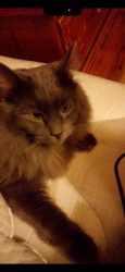 Lost Male Cat last seen Southside ST, Amparments, Nampa, ID 83686