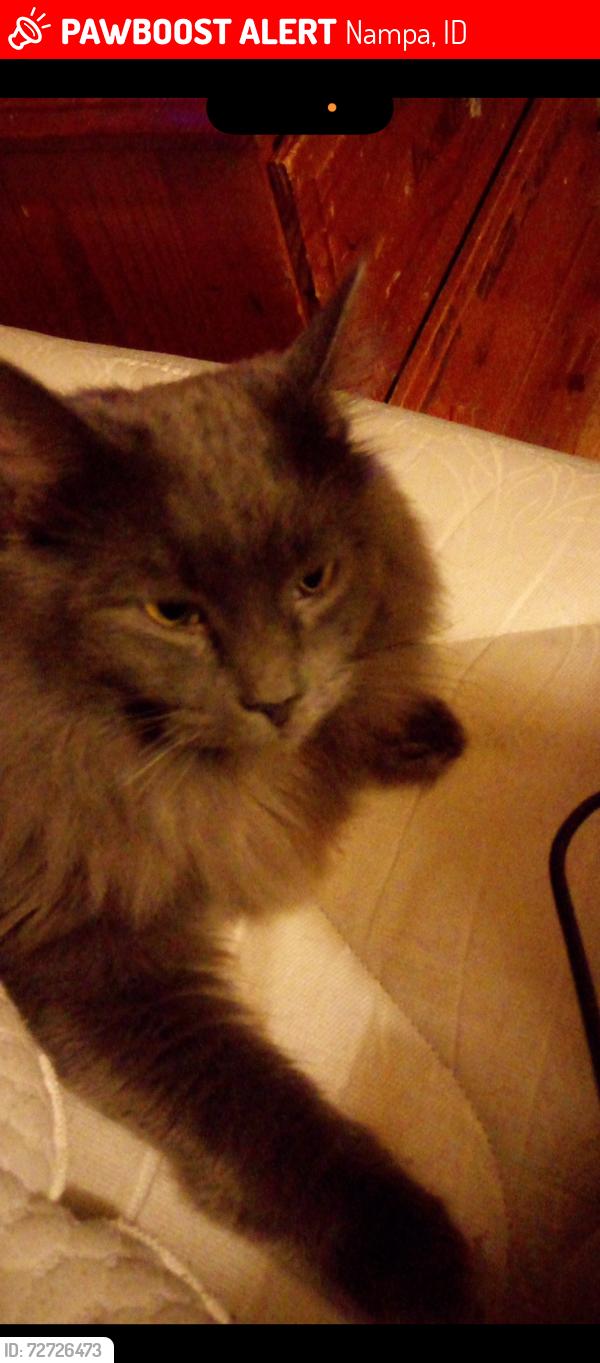 Lost Male Cat last seen Southside ST, Amparments, Nampa, ID 83686