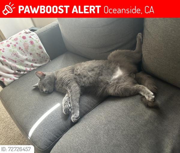 Lost Male Cat last seen Near 3919 Mesa Dr , Oceanside, CA 92056