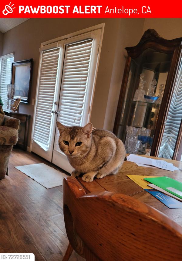 Lost Male Cat last seen Stones gambling hall, Antelope, CA 95843