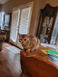 Lost Male Cat last seen Stones gambling hall, Antelope, CA 95843