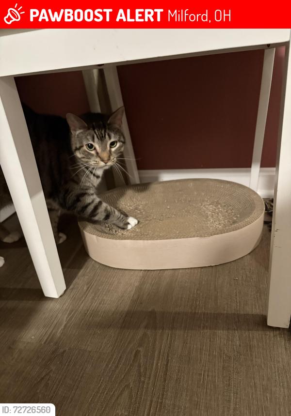 Lost Female Cat last seen Tall oaks/131, Milford, OH 45150