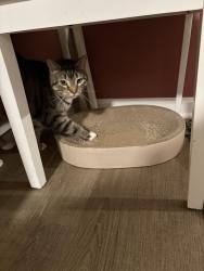 Lost Female Cat last seen Tall oaks/131, Milford, OH 45150